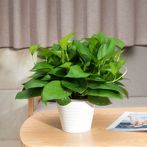 室內吸甲醛植物小綠蘿盆栽辦公室凈化空氣綠植花卉吊蘭成都