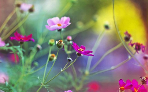 介绍医院花卉租赁的方案 成都植物摆租 绿色仿真植物墙 绿植租赁 绿植墙 鱼缸清洗 成都慢慢科技有限公司